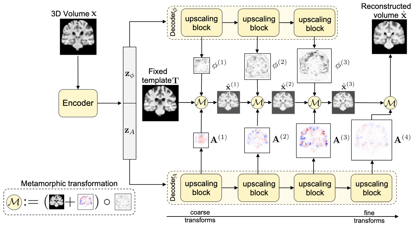 Multiscale Metamorphic VAE for 3D Brain MRI Synthesis